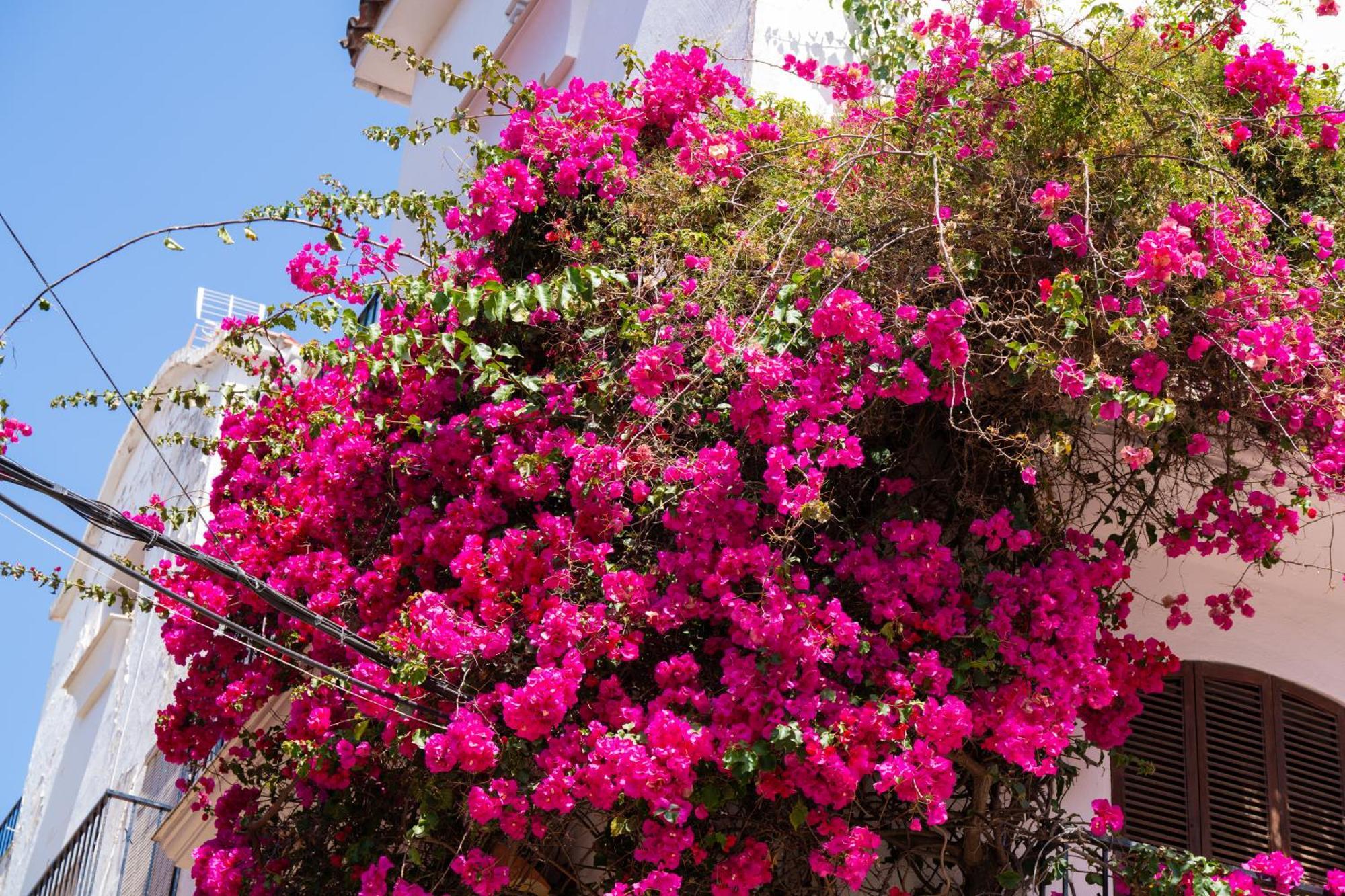 Appartamento Jardines Del Mar 527 *